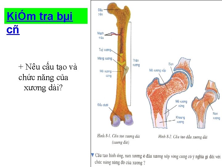 KiÓm tra bµi cñ + Nêu cấu tạo và chức năng của xương dài?