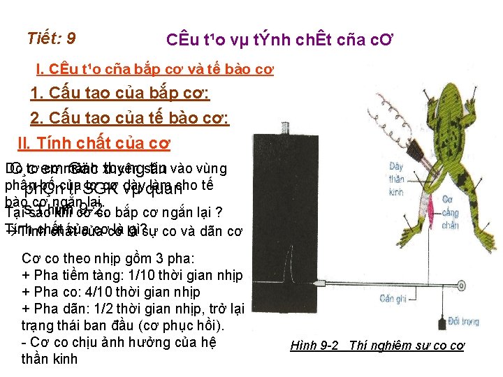 Tiết: 9 CÊu t¹o vµ tÝnh chÊt cña cƠ I. CÊu t¹o cña bắp