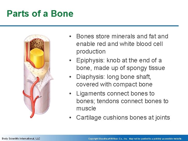Parts of a Bone • Bones store minerals and fat and enable red and