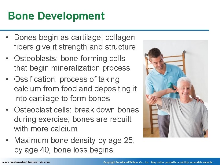 Bone Development • Bones begin as cartilage; collagen fibers give it strength and structure