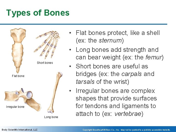Types of Bones Short bones Flat bone Irregular bone Long bone Body Scientific International,