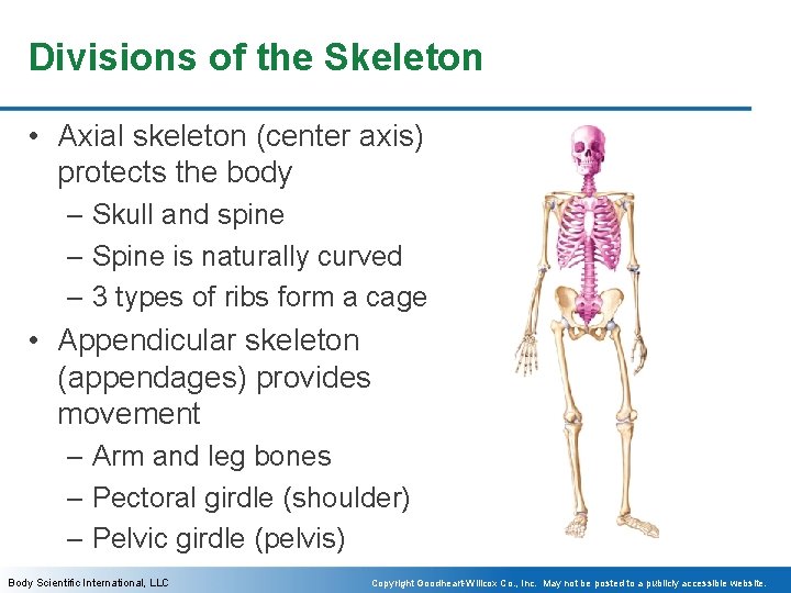 Divisions of the Skeleton • Axial skeleton (center axis) protects the body – Skull