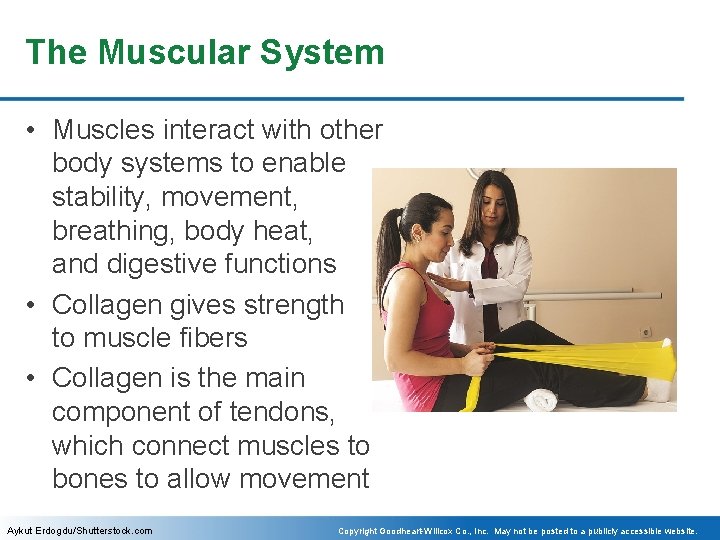 The Muscular System • Muscles interact with other body systems to enable stability, movement,