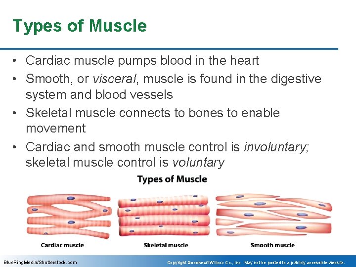 Types of Muscle • Cardiac muscle pumps blood in the heart • Smooth, or