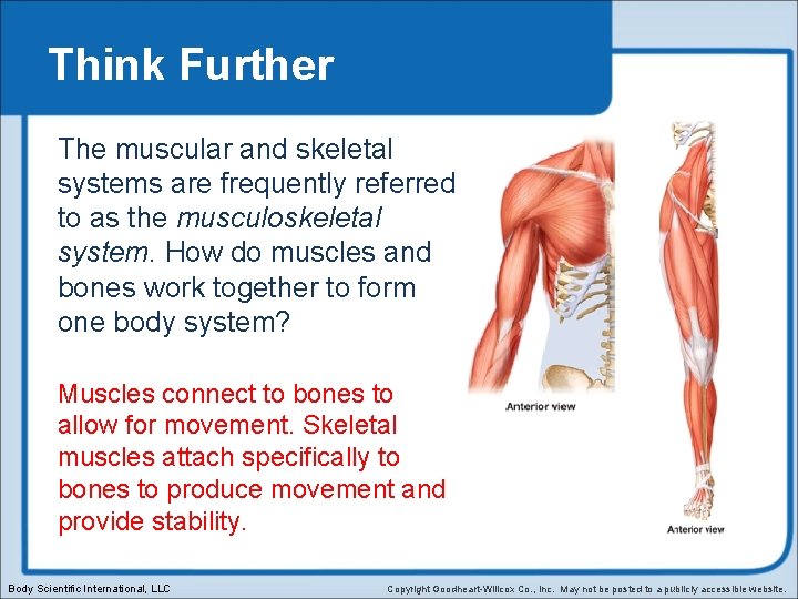 Think Further The muscular and skeletal systems are frequently referred to as the musculoskeletal