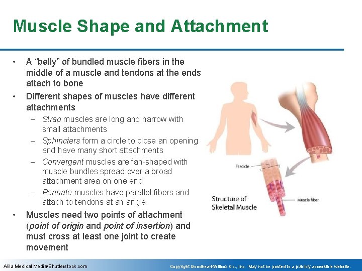 Muscle Shape and Attachment • • A “belly” of bundled muscle fibers in the