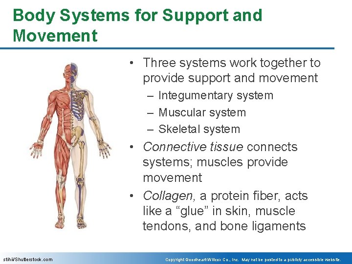 Body Systems for Support and Movement • Three systems work together to provide support