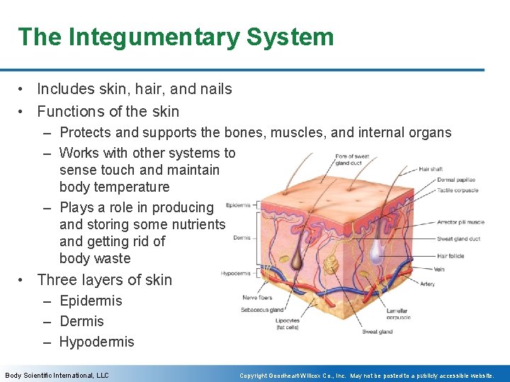 The Integumentary System • Includes skin, hair, and nails • Functions of the skin