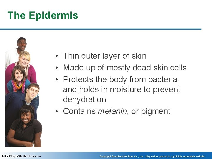 The Epidermis • Thin outer layer of skin • Made up of mostly dead