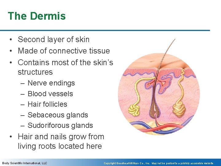 The Dermis • Second layer of skin • Made of connective tissue • Contains