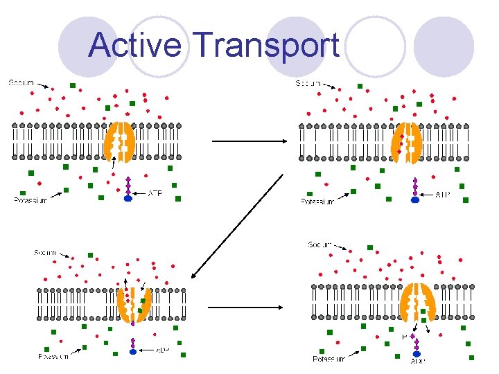 Active Transport 