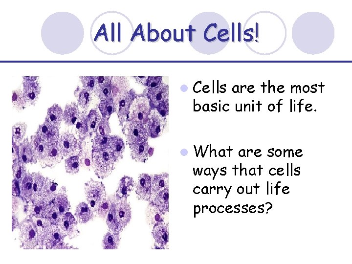 All About Cells! l Cells are the most basic unit of life. l What