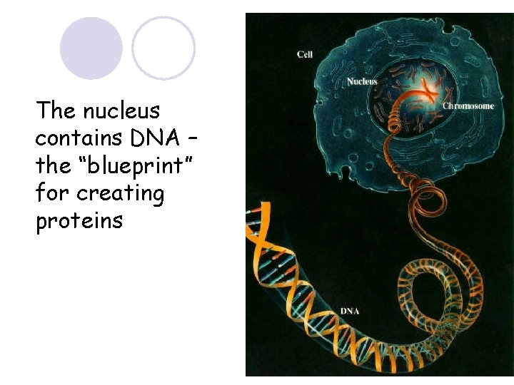 The nucleus contains DNA – the “blueprint” for creating proteins 