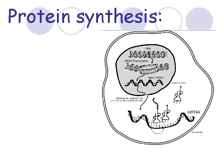Protein synthesis: 