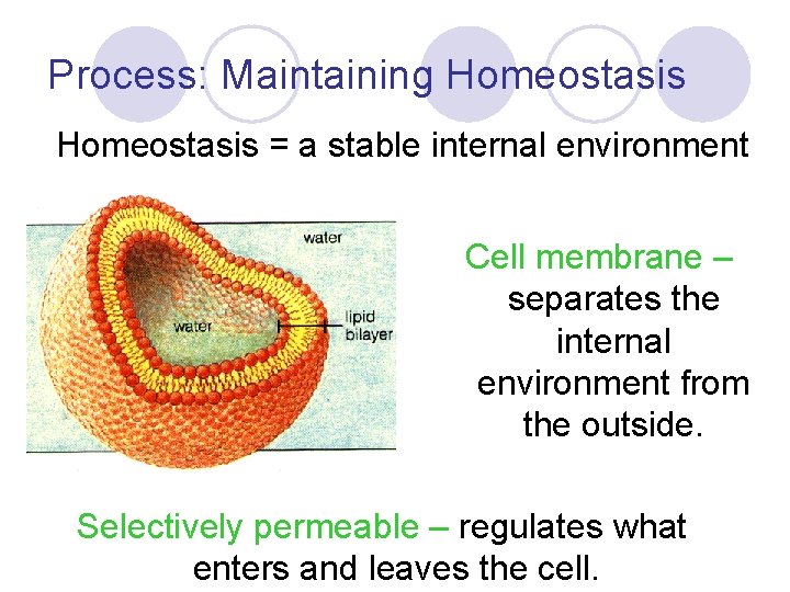 Process: Maintaining Homeostasis = a stable internal environment Cell membrane – separates the internal