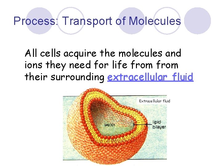 Process: Transport of Molecules All cells acquire the molecules and ions they need for