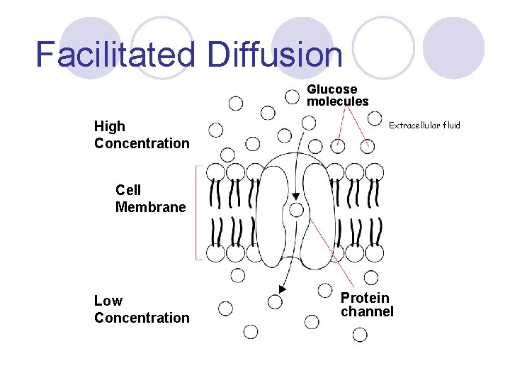 Facilitated Diffusion Glucose molecules High Concentration Extracellular fluid Cell Membrane Low Concentration Protein channel