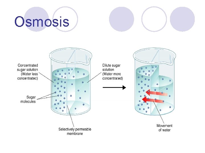Osmosis 