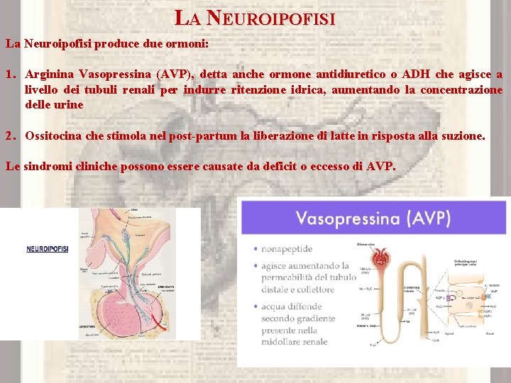 LA NEUROIPOFISI La Neuroipofisi produce due ormoni: 1. Arginina Vasopressina (AVP), detta anche ormone