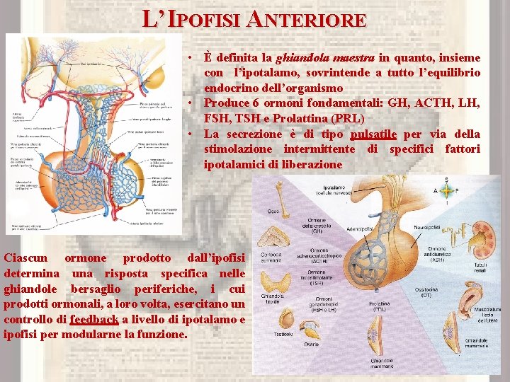 L’IPOFISI ANTERIORE • È definita la ghiandola maestra in quanto, insieme con l’ipotalamo, sovrintende