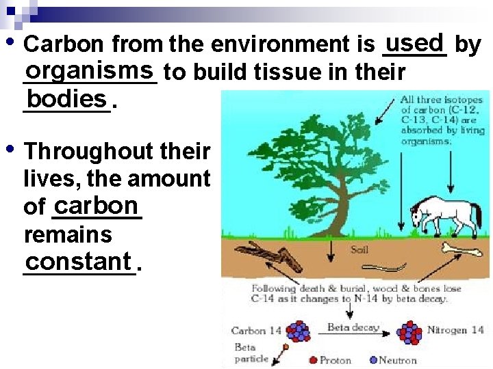 used by • Carbon from the environment is _____ organisms to build tissue in