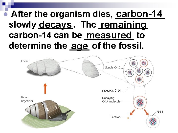  After the organism dies, _____ carbon-14 slowly _______. remaining decays The _____ carbon-14