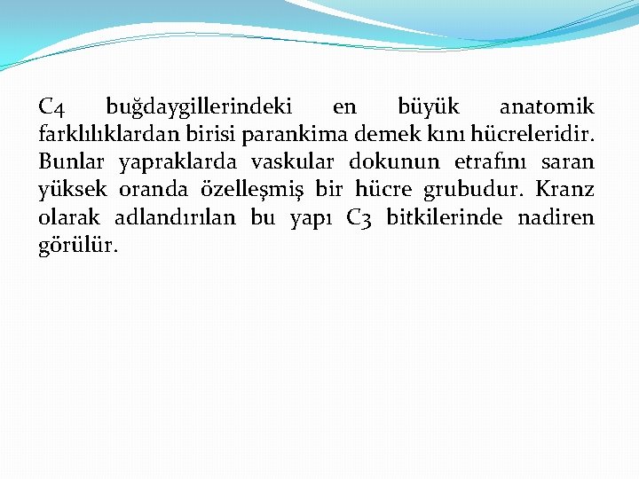 C 4 buğdaygillerindeki en büyük anatomik farklılıklardan birisi parankima demek kını hücreleridir. Bunlar yapraklarda