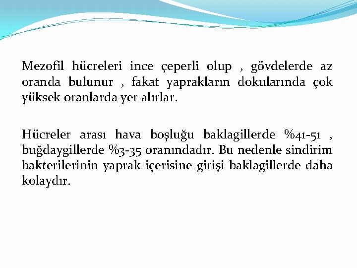 Mezofil hücreleri ince çeperli olup , gövdelerde az oranda bulunur , fakat yaprakların dokularında