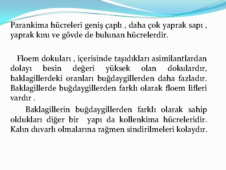 Parankima hücreleri geniş çaplı , daha çok yaprak sapı , yaprak kını ve gövde