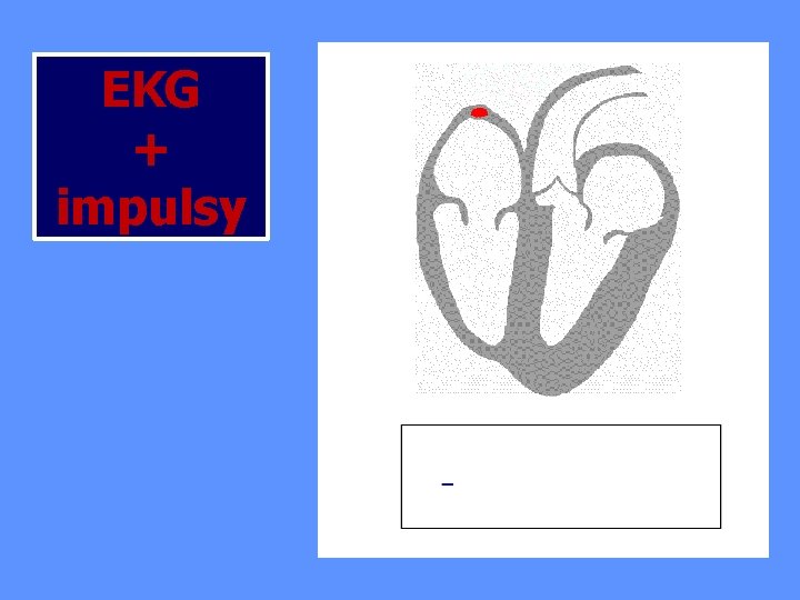 EKG + impulsy 