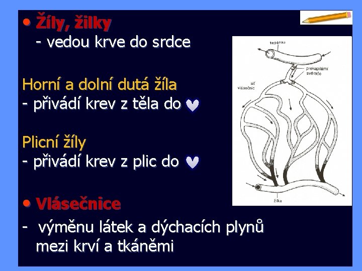  • Žíly, žilky - vedou krve do srdce Horní a dolní dutá žíla