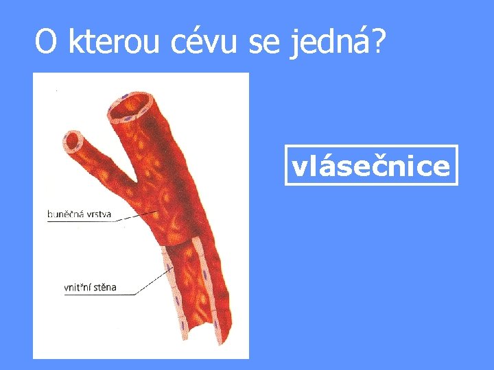 O kterou cévu se jedná? vlásečnice 