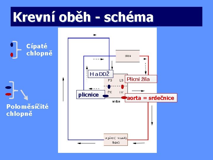 Krevní oběh - schéma Cípaté chlopně H a DDŽ plicnice Poloměsíčité chlopně Plicní žíla