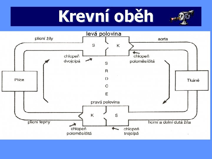Krevní oběh levá polovina 