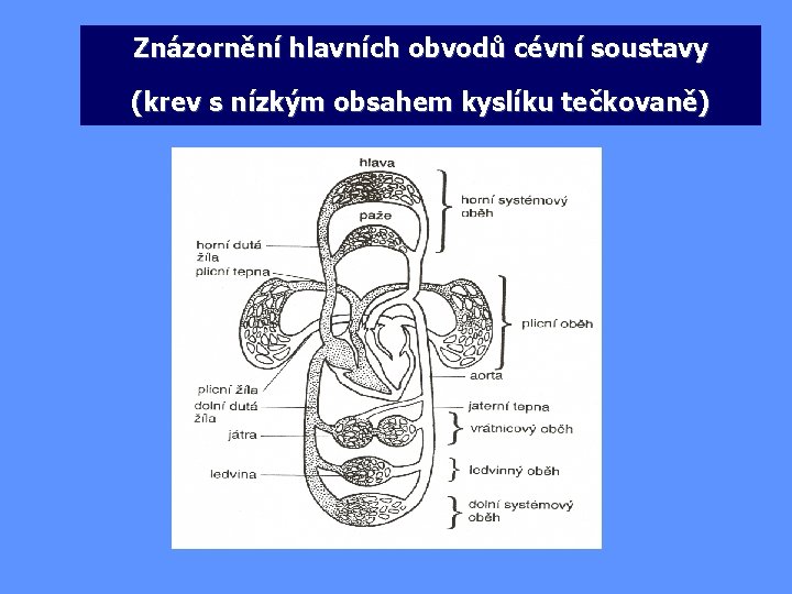 Znázornění hlavních obvodů cévní soustavy (krev s nízkým obsahem kyslíku tečkovaně) 