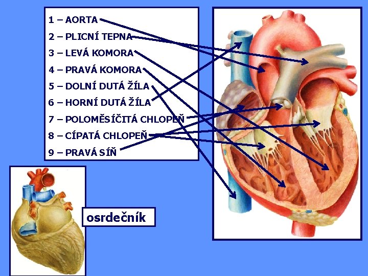 1 – AORTA 2 – PLICNÍ TEPNA 3 – LEVÁ KOMORA 4 – PRAVÁ