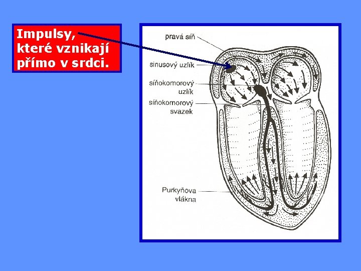 Impulsy, které vznikají přímo v srdci. 