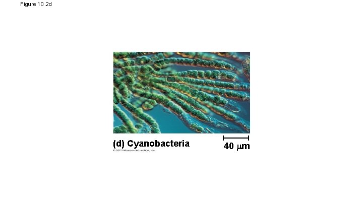 Figure 10. 2 d (d) Cyanobacteria 40 m 