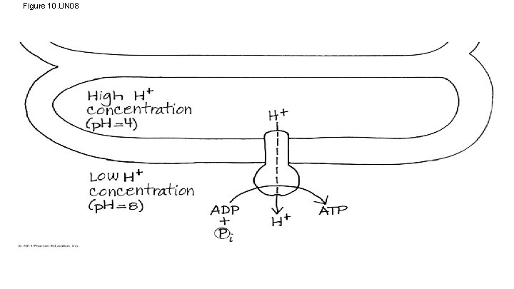 Figure 10. UN 08 