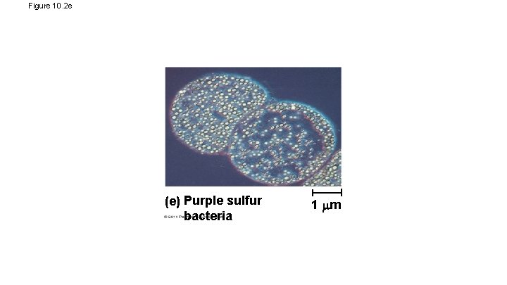 Figure 10. 2 e (e) Purple sulfur bacteria 1 m 