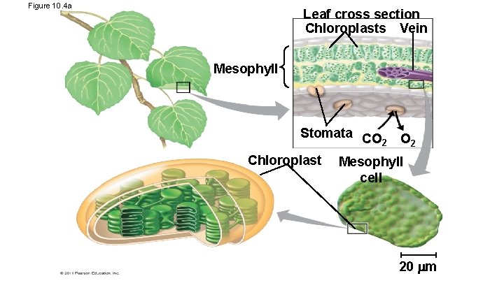 Figure 10. 4 a Leaf cross section Chloroplasts Vein Mesophyll Stomata CO 2 Chloroplast