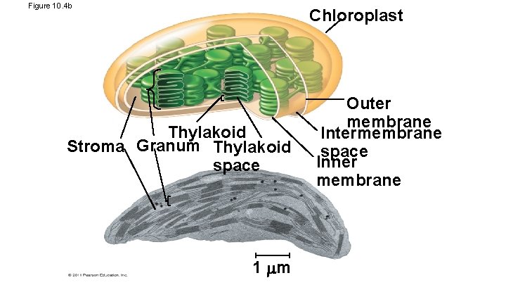 Figure 10. 4 b Chloroplast Thylakoid Stroma Granum Thylakoid space 1 m Outer membrane