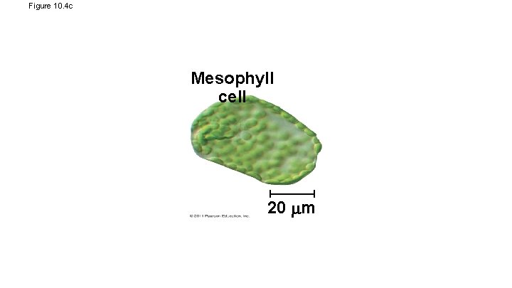 Figure 10. 4 c Mesophyll cell 20 m 
