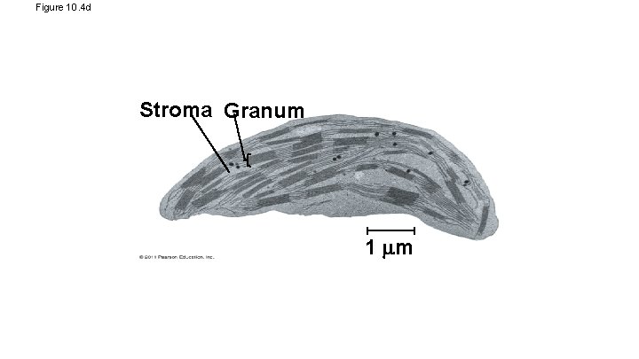 Figure 10. 4 d Stroma Granum 1 m 