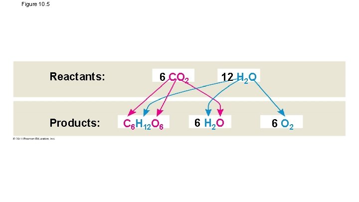 Figure 10. 5 Reactants: Products: 6 CO 2 C 6 H 12 O 6