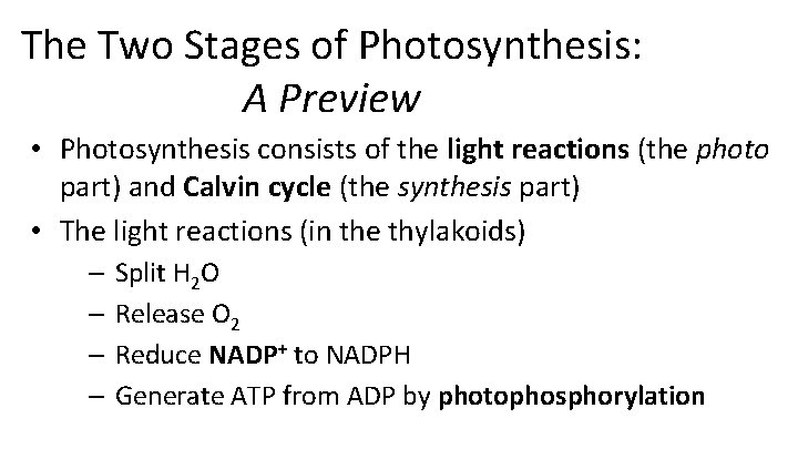 The Two Stages of Photosynthesis: A Preview • Photosynthesis consists of the light reactions