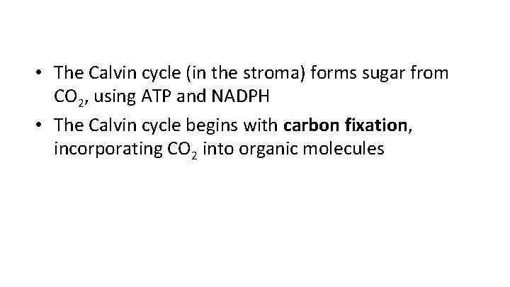  • The Calvin cycle (in the stroma) forms sugar from CO 2, using