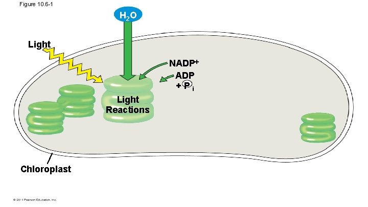 Figure 10. 6 -1 H 2 O Light NADP +Pi Light Reactions Chloroplast 