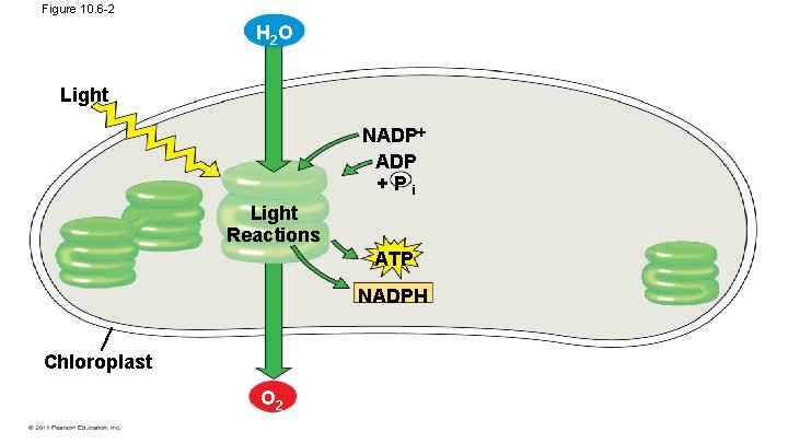 Figure 10. 6 -2 H 2 O Light NADP +Pi Light Reactions ATP NADPH