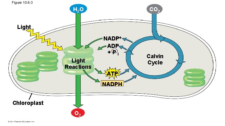 Figure 10. 6 -3 CO 2 H 2 O Light NADP +Pi Light Reactions